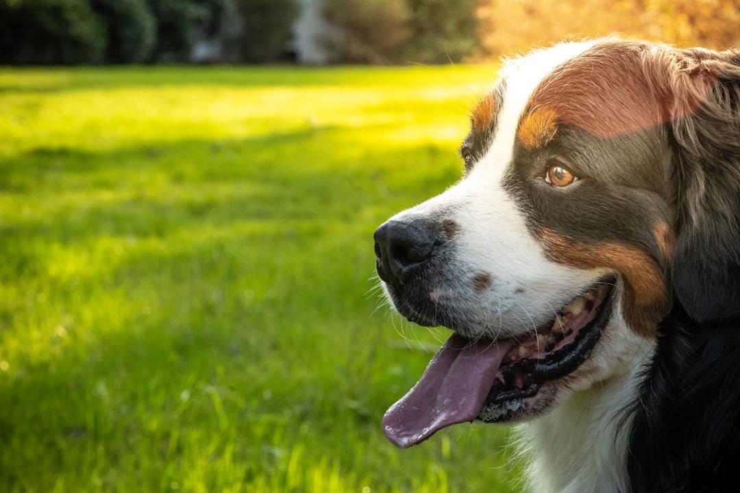 Veterinary New Patient Intake Form Veterinary New Patient Intake Form